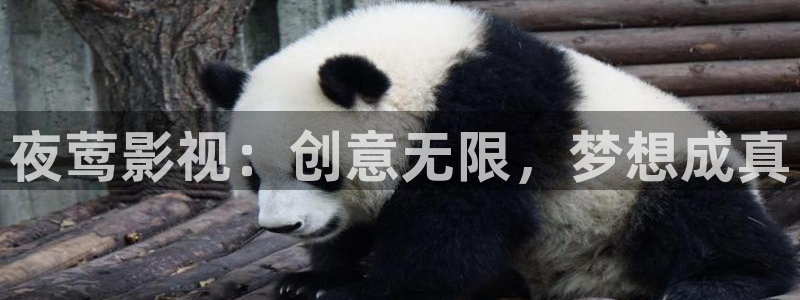 九九在线免费观看视频：夜莺影视：创意无限，梦想成真